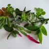 15 Assorted Succulent Cuttings - Live Colorful Varieties for Indoor/Outdoor - Image 1