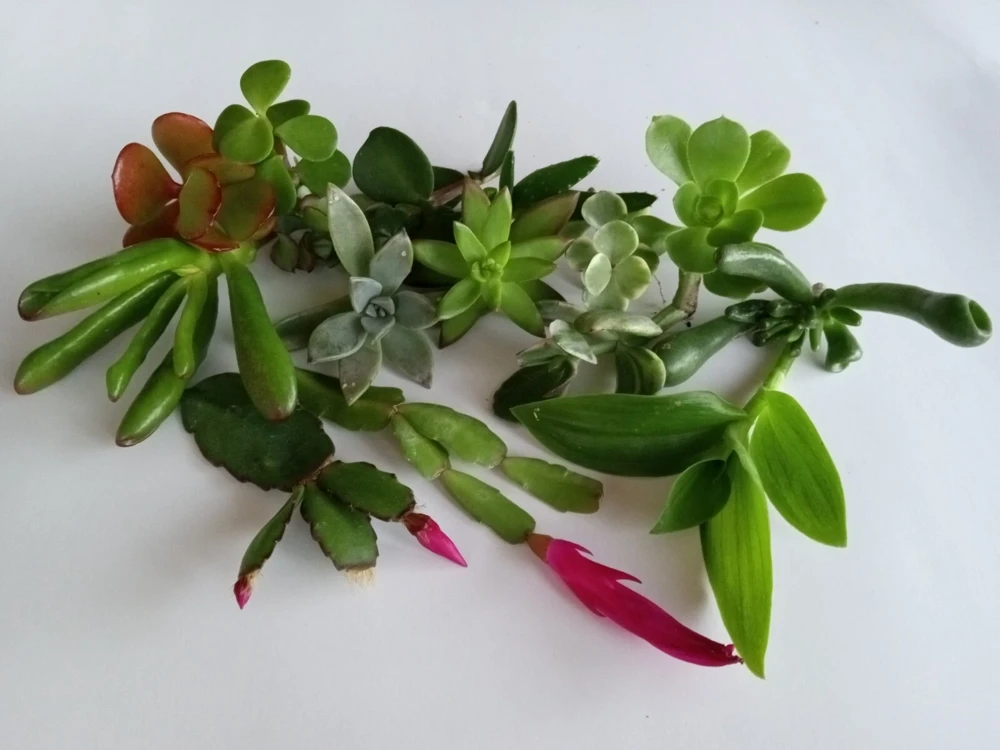 15 Assorted Succulent Cuttings - Live Colorful Varieties for Indoor/Outdoor - Image 1