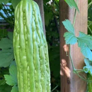 15 Chinese Bitter Melon Seeds - Heirloom Vegetable Gourd Squash, Annual, Outdoor - Image 4