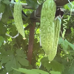 15 Chinese Bitter Melon Seeds - Heirloom Vegetable Gourd Squash, Annual, Outdoor - Image 5