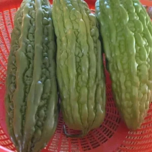 15 Chinese Bitter Melon Seeds - Heirloom Vegetable Gourd Squash, Annual, Outdoor - Image 6