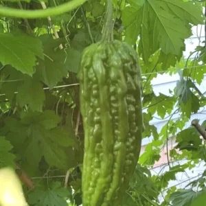 15 Chinese Bitter Melon Seeds - Heirloom Vegetable Gourd Squash, Annual, Outdoor - Image 7