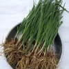 15 Garlic Chives Live Organic Bare Root Perennial Herb - Ready to Grow - Image 1