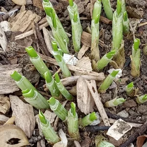 15 Garlic Chives Live Organic Bare Root Perennial Herb - Ready to Grow - Image 11