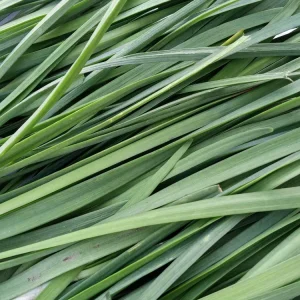 15 Garlic Chives Live Organic Bare Root Perennial Herb - Ready to Grow - Image 12