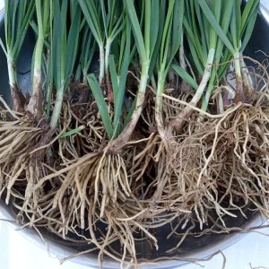 15 Garlic Chives Live Organic Bare Root Perennial Herb - Ready to Grow - Image 3