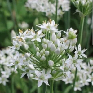 15 Garlic Chives Live Organic Bare Root Perennial Herb - Ready to Grow - Image 6