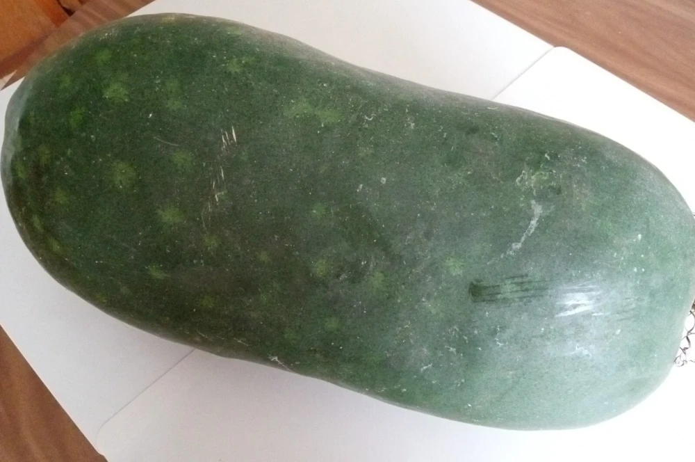 15 Giant Winter Melon Wax Gourd Squash Seeds | Easy Grow USA | Outdoor - Image 3