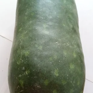 15 Giant Winter Melon Wax Gourd Squash Seeds | Easy Grow USA | Outdoor - Image 4
