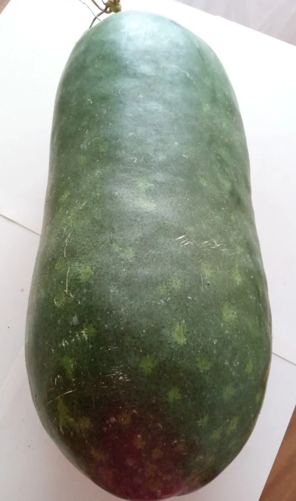 15 Giant Winter Melon Wax Gourd Squash Seeds | Easy Grow USA | Outdoor - Image 4