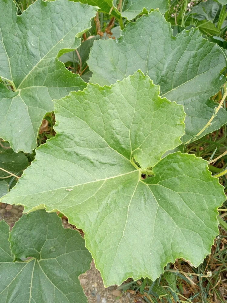 15 Giant Winter Melon Wax Gourd Squash Seeds | Easy Grow USA | Outdoor - Image 5