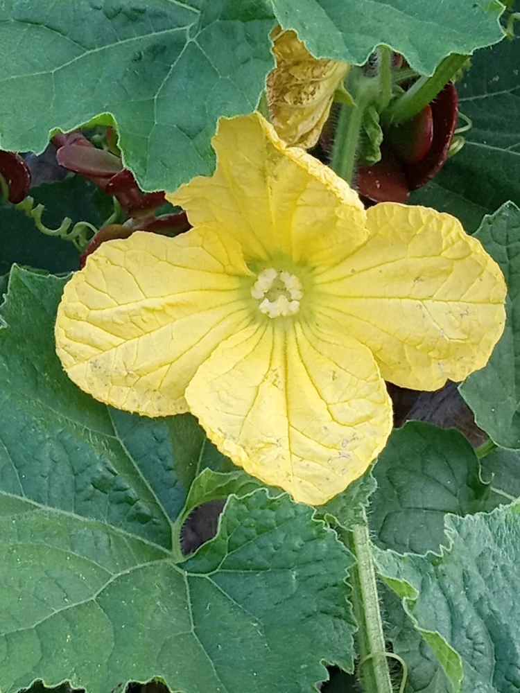 15 Giant Winter Melon Wax Gourd Squash Seeds | Easy Grow USA | Outdoor - Image 6