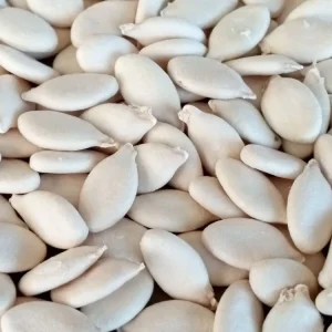 15 Giant Winter Melon Wax Gourd Squash Seeds | Easy Grow USA | Outdoor - Image 7