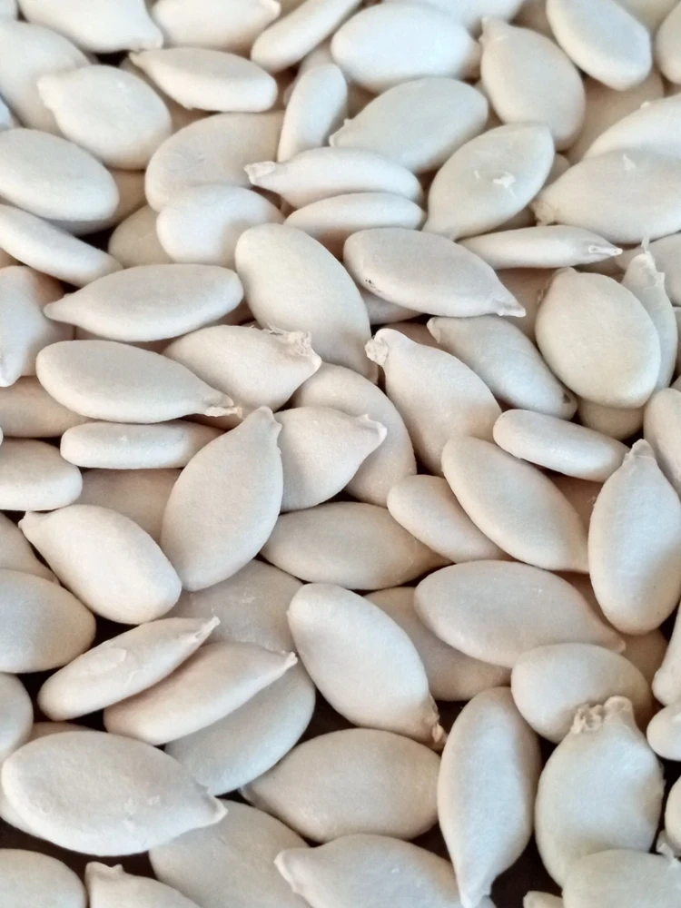 15 Giant Winter Melon Wax Gourd Squash Seeds | Easy Grow USA | Outdoor - Image 7