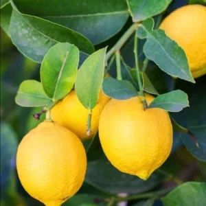 15 Organic Lemon Seeds - Non-GMO Citrus Fruit Seeds, USA Grown - Image 1