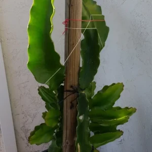 2 Dragon Fruit Cactus Cuttings Hylocereus Undatus White Flesh Pitaya, 8+ inch, Live Plant - Image 2