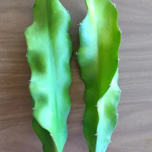 2 Dragon Fruit Cactus Cuttings Hylocereus Undatus White Flesh Pitaya, 8+ inch, Live Plant - Image 3