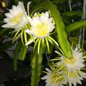 2 Dragon Fruit Cactus Cuttings Hylocereus Undatus White Flesh Pitaya, 8+ inch, Live Plant - Image 8