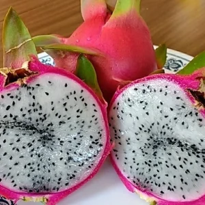 2 Dragon Fruit Cactus Cuttings - White Flesh Pitaya, 8