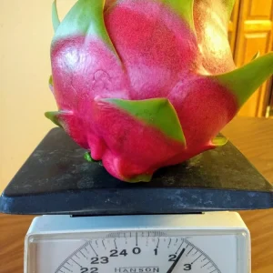 2 Dragon Fruit Cactus Cuttings - White Flesh Pitaya, 8