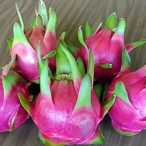 2 Dragon Fruit Cactus Cuttings - White Flesh Pitaya, 8