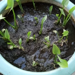 2 Edible Broadleaf Arrowhead Aquatic Plants – Sagittaria Latifolia – Outdoor Water Garden - Image 10