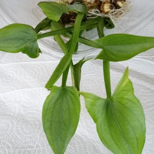 2 Edible Broadleaf Arrowhead Aquatic Plants – Sagittaria Latifolia – Outdoor Water Garden - Image 4