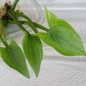 2 Edible Broadleaf Arrowhead Aquatic Plants – Sagittaria Latifolia – Outdoor Water Garden - Image 5