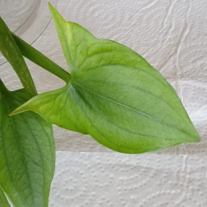 2 Edible Broadleaf Arrowhead Aquatic Plants – Sagittaria Latifolia – Outdoor Water Garden - Image 6