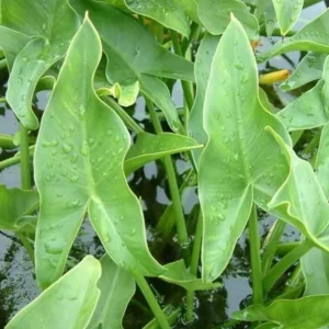 2 Edible Broadleaf Arrowhead Aquatic Plants – Sagittaria Latifolia – Outdoor Water Garden - Image 7