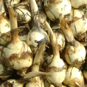 2 Edible Broadleaf Arrowhead Aquatic Plants – Sagittaria Latifolia – Outdoor Water Garden - Image 9
