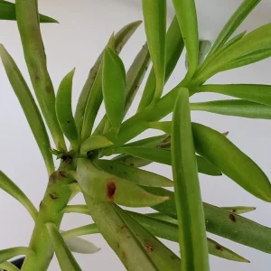 2 Peperomia Ferreyrae Happy Bean Succulent Live Houseplants - Evergreen, Green - Image 2