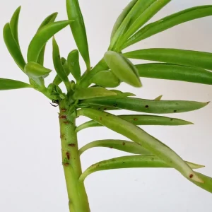 2 Peperomia Ferreyrae Happy Bean Succulent Live Houseplants - Evergreen, Green - Image 3