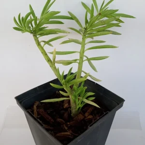 2 Peperomia Ferreyrae Happy Bean Succulent Live Houseplants - Evergreen, Green - Image 4