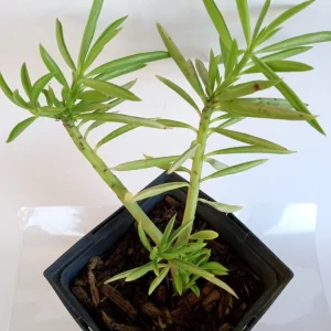 2 Peperomia Ferreyrae Happy Bean Succulent Live Houseplants - Evergreen, Green - Image 5