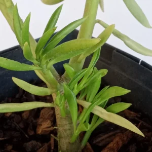 2 Peperomia Ferreyrae Happy Bean Succulent Live Houseplants - Evergreen, Green - Image 7