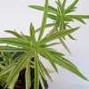 2 Peperomia Ferreyrae Happy Bean Succulent Live Houseplants - Evergreen, Green - Image 1