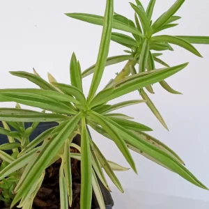 2 Peperomia Ferreyrae Happy Bean Succulent Live Houseplants - Evergreen, Green - Image 1