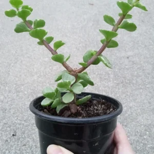 2 Rainbow Elephant Bush Live Succulent Rooted Starter Plants - Portulacaria Afra - Indoor & Outdoor - Image 1