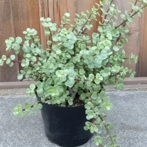 2 Rainbow Elephant Bush Live Succulent Rooted Starter Plants - Portulacaria Afra - Indoor & Outdoor - Image 2