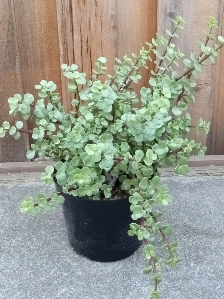 2 Rainbow Elephant Bush Live Succulent Rooted Starter Plants - Portulacaria Afra - Indoor & Outdoor - Image 2