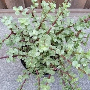 2 Rainbow Elephant Bush Live Succulent Rooted Starter Plants - Portulacaria Afra - Indoor & Outdoor - Image 3