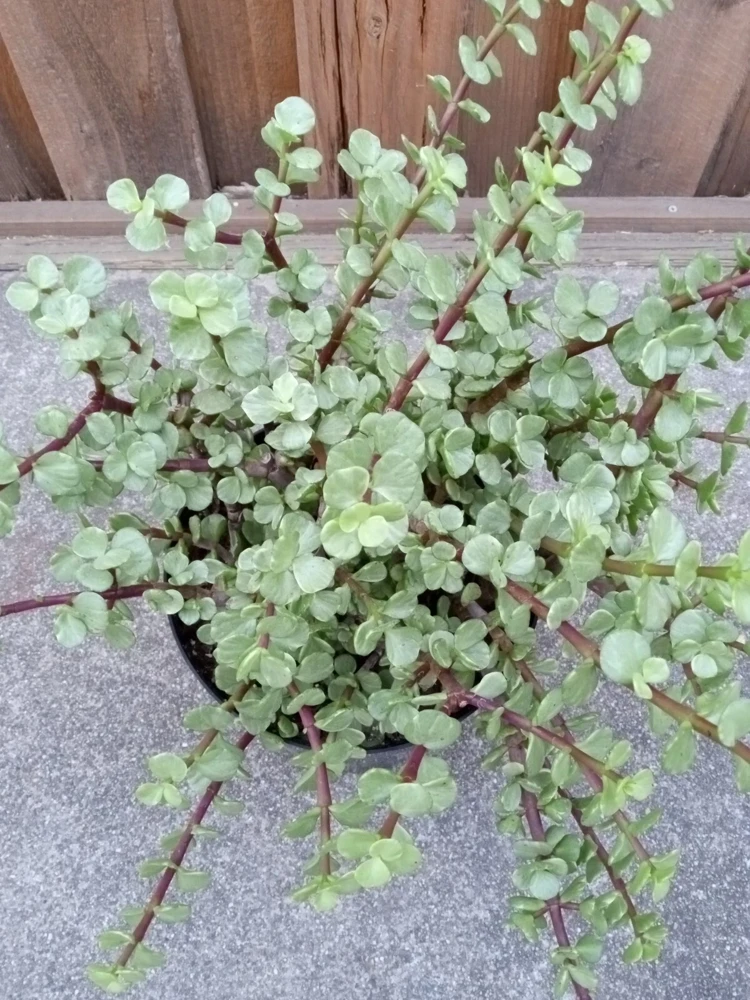 2 Rainbow Elephant Bush Live Succulent Rooted Starter Plants - Portulacaria Afra - Indoor & Outdoor - Image 3