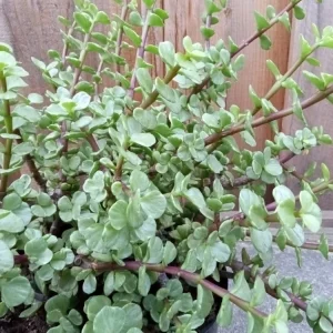 2 Rainbow Elephant Bush Live Succulent Rooted Starter Plants - Portulacaria Afra - Indoor & Outdoor - Image 4