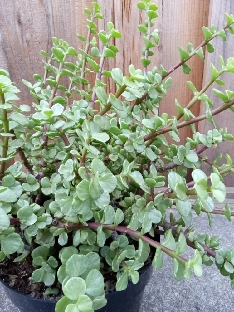 2 Rainbow Elephant Bush Live Succulent Rooted Starter Plants - Portulacaria Afra - Indoor & Outdoor - Image 4