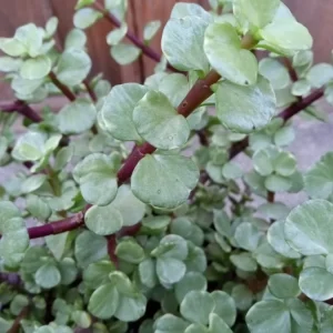 2 Rainbow Elephant Bush Live Succulent Rooted Starter Plants - Portulacaria Afra - Indoor & Outdoor - Image 5