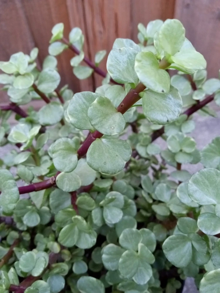 2 Rainbow Elephant Bush Live Succulent Rooted Starter Plants - Portulacaria Afra - Indoor & Outdoor - Image 5