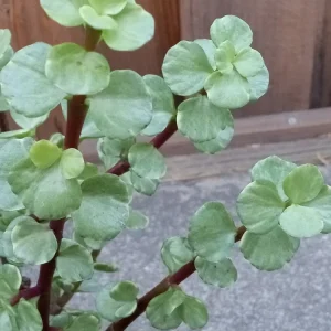 2 Rainbow Elephant Bush Live Succulent Rooted Starter Plants - Portulacaria Afra - Indoor & Outdoor - Image 6