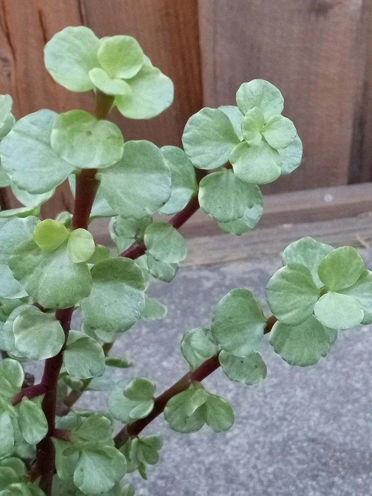 2 Rainbow Elephant Bush Live Succulent Rooted Starter Plants - Portulacaria Afra - Indoor & Outdoor - Image 6