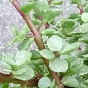 2 Rainbow Elephant Bush Live Succulent Rooted Starter Plants - Portulacaria Afra - Indoor & Outdoor - Image 7